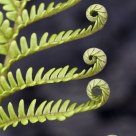 Ama'u fern, Hawaii Volcanoes National Park, Hawaii